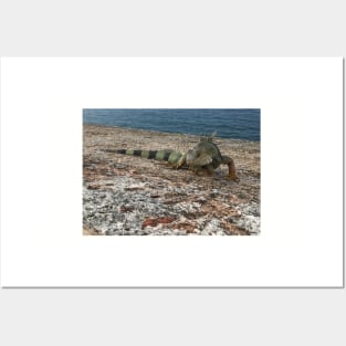 Iguana in Puerto Rico Posters and Art